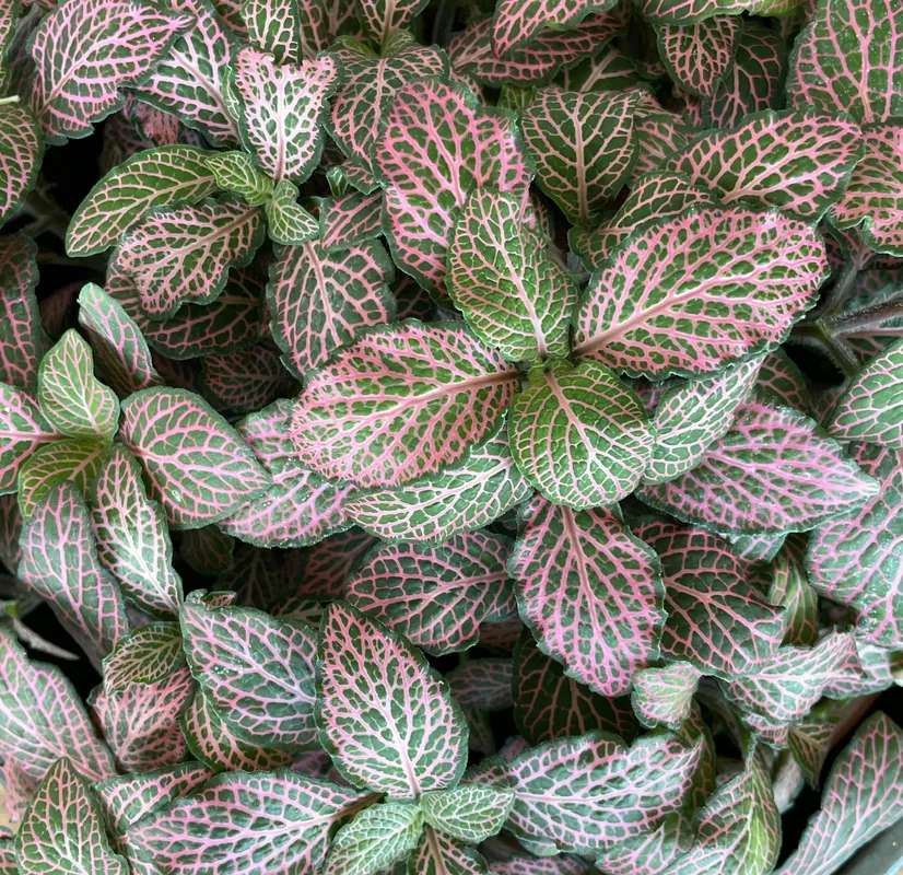 Close-up of fittonia nerve plant leaves showing vibrant pink veins against deep green foliage