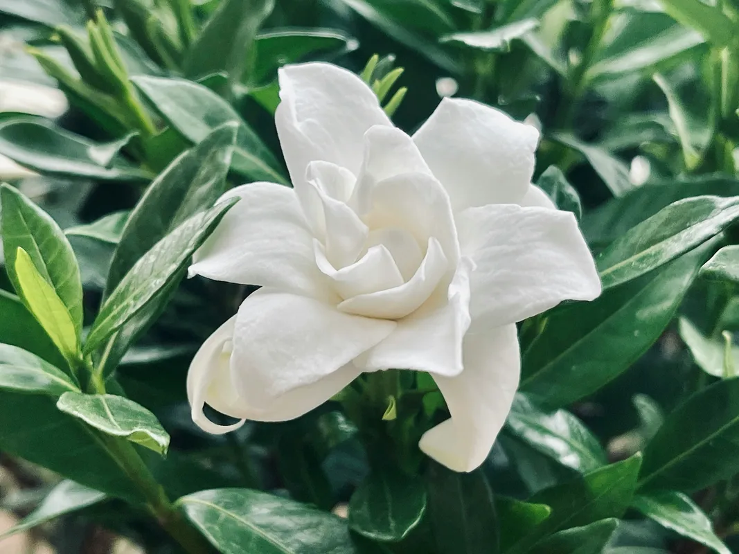 White gardenia flower in bloom with lush green leaves in the background