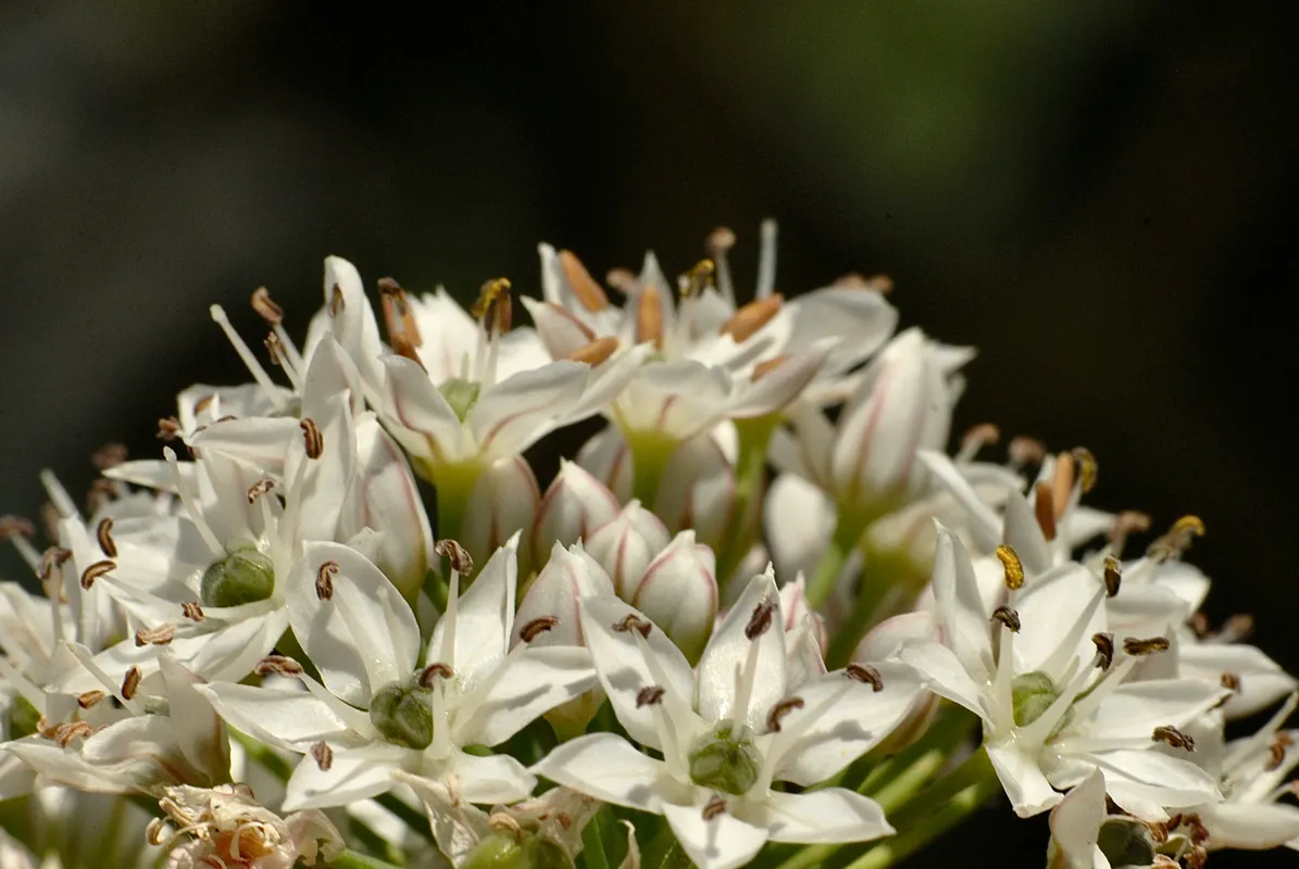 Close-up of garlic chive flowers — delicate white star-shaped blooms on slender green stems