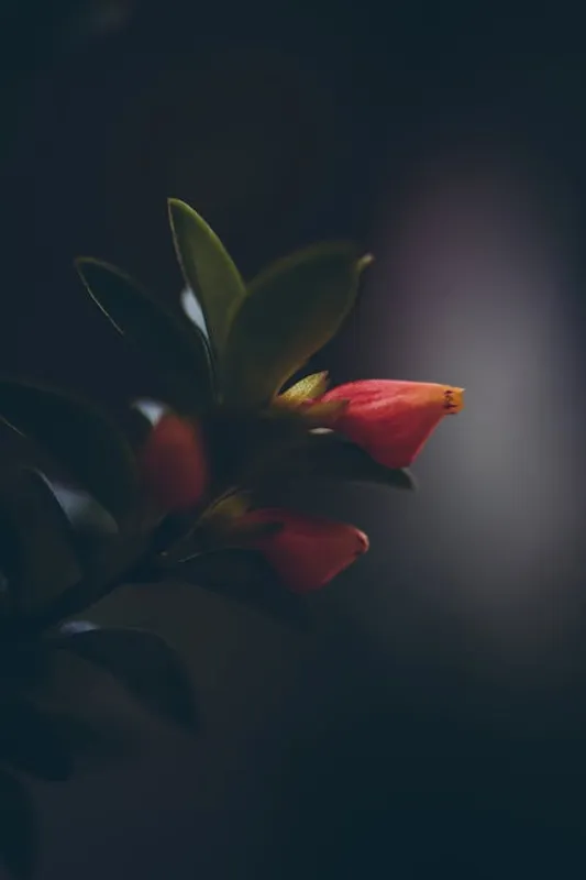 Close-up of a goldfish plant with small orange-red tubular blooms emerging from glossy dark green leaves against a moody dark background