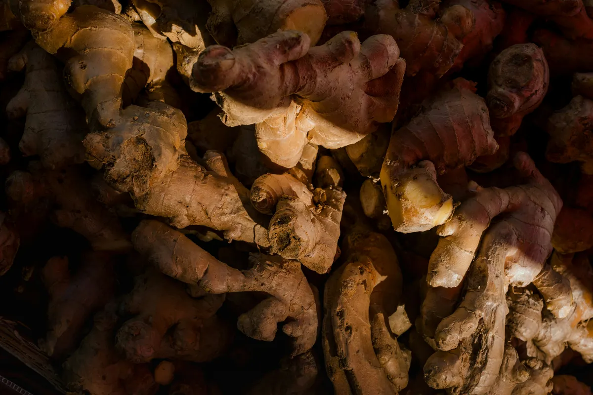 Pile of fresh ginger roots with knobby tan skin and pale yellow flesh exposed at cut ends