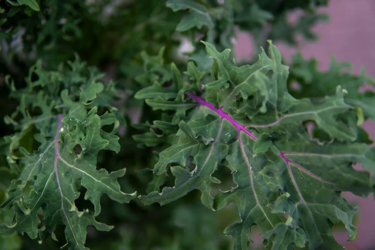 Close-up of fresh kale leaves with vibrant purple veins and curly green edges