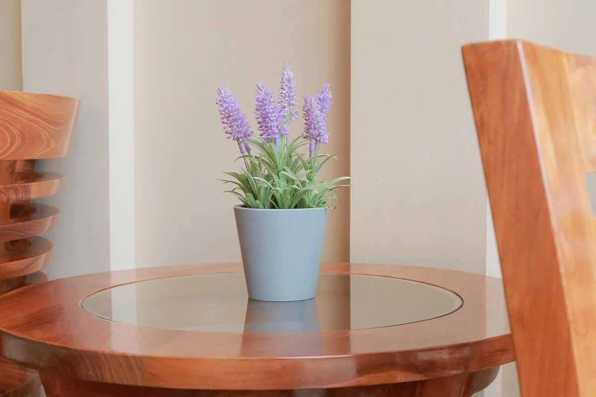 Lavender plant with purple blooms growing in a white pot on a wooden table