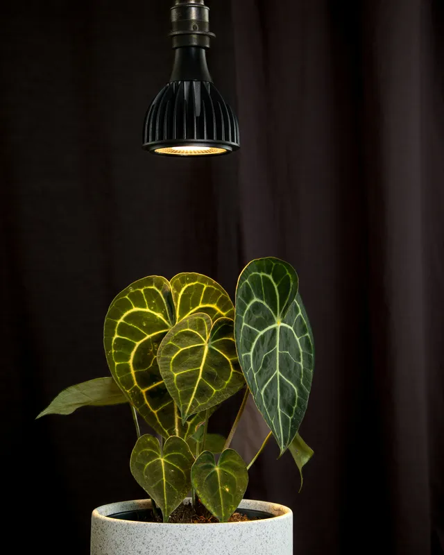 Green potted houseplant with lush leaves growing under a warm hanging grow light against a soft background