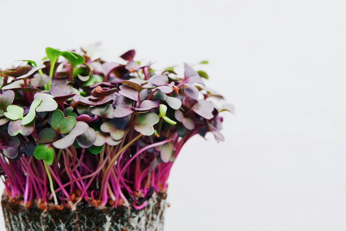 Purple and pink radish microgreens with vibrant magenta stems growing densely in a tray against a light gray background
