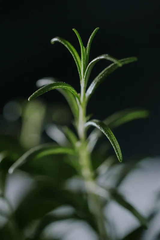 Close-up of fresh rosemary herb with needle-like green leaves against a dark background