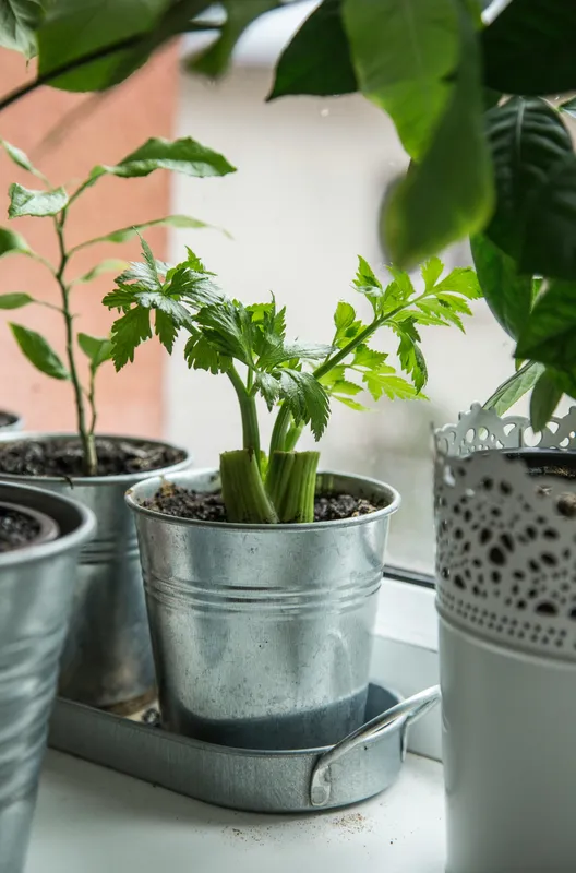 Green celery plants growing in small metal pots on a bright windowsill