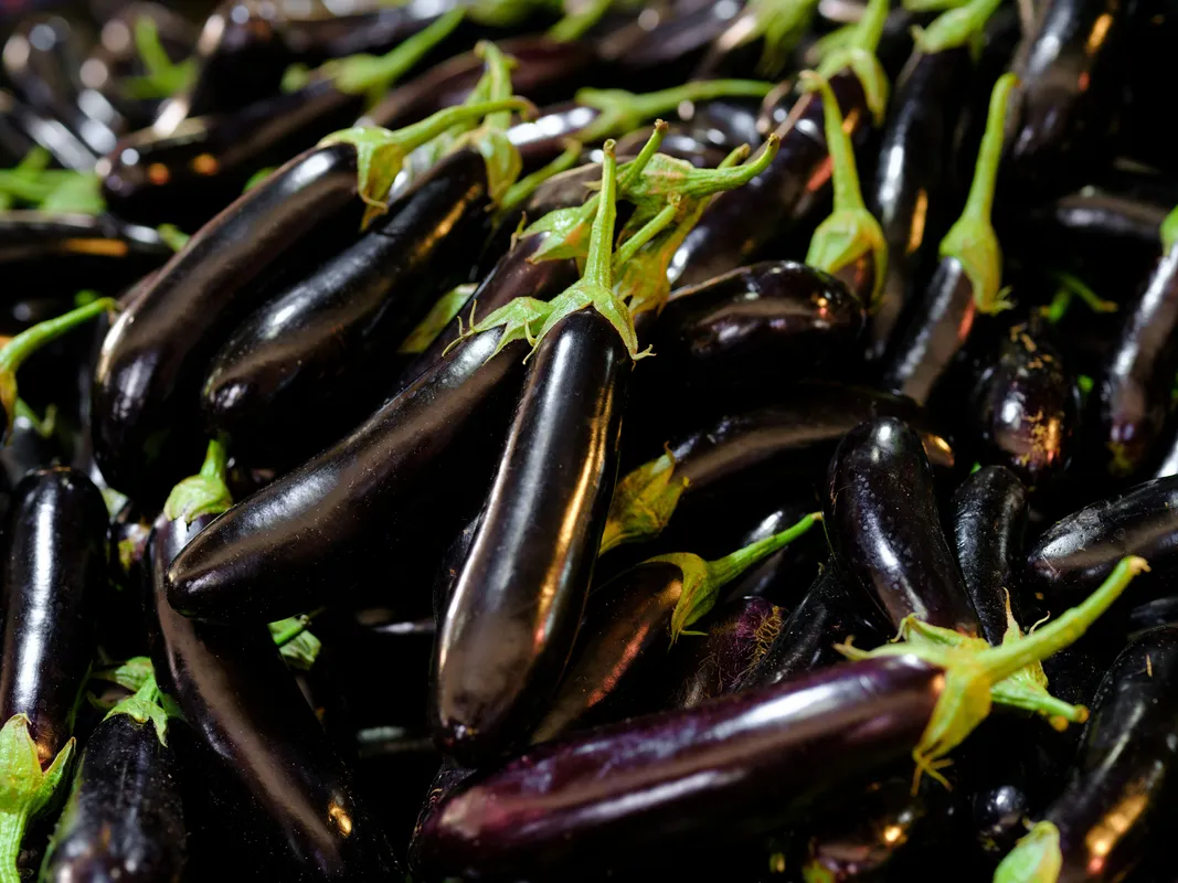 Pile of freshly harvested slim dark purple Chinese eggplants with bright green stems and calyxes