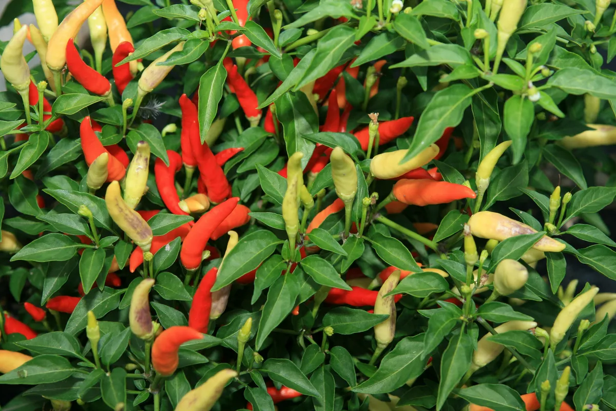 Red and yellow hot peppers growing on a green bush with sunlight filtering through the leaves
