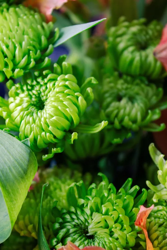 Close-up of vibrant green chrysanthemum blooms with tightly curled petals and broad green leaves