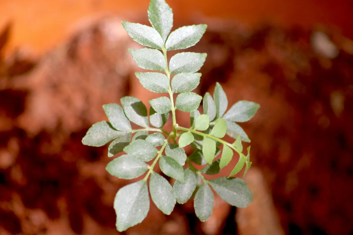 Young curry leaf plant with glossy green compound leaves growing in a terracotta pot with soil visible in the background