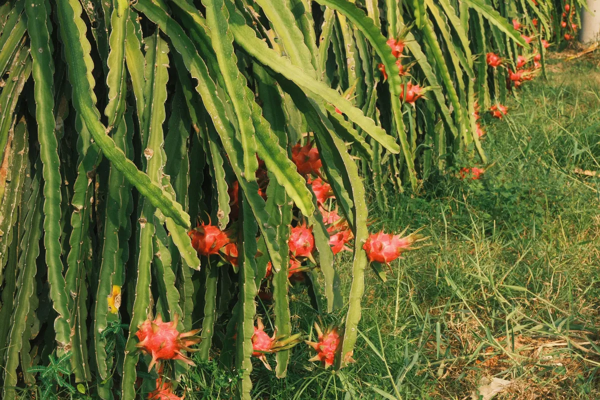 Dragon fruit cactus plants with long green stems and bright pink ripening fruits growing in a row