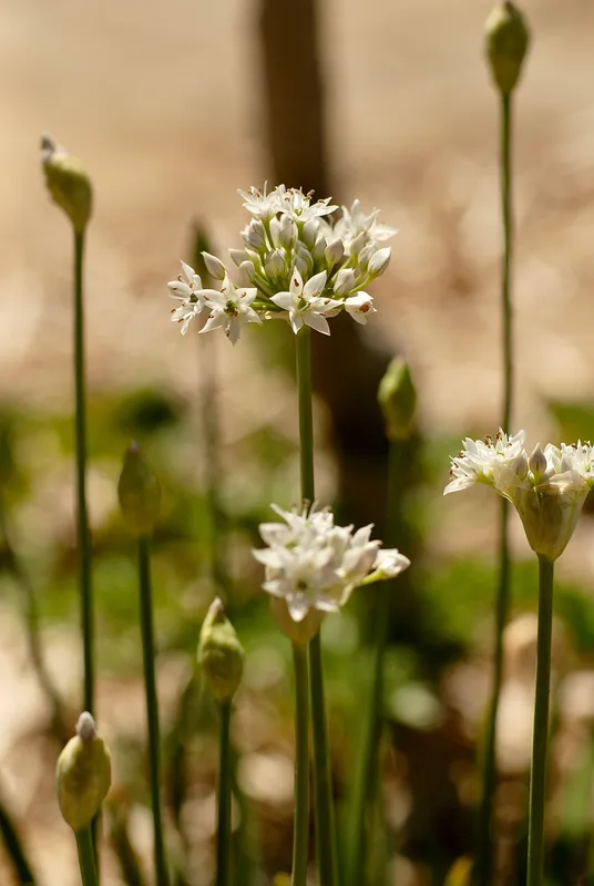 Garlic chive plants (Allium tuberosum) with delicate white star-shaped flowers on tall green stems