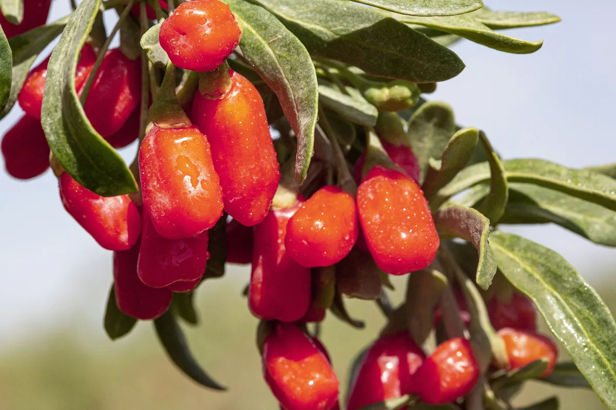 Close-up of bright red goji berries growing on a branch with green leaves