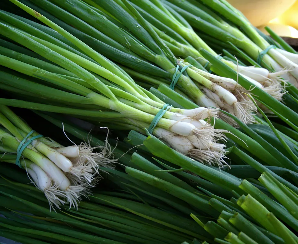 Bundles of fresh green onions with white roots and bright green stalks at a market