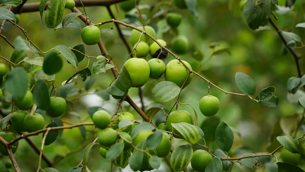 Green jujube fruits hanging on a tree branch with lush leaves in natural sunlight