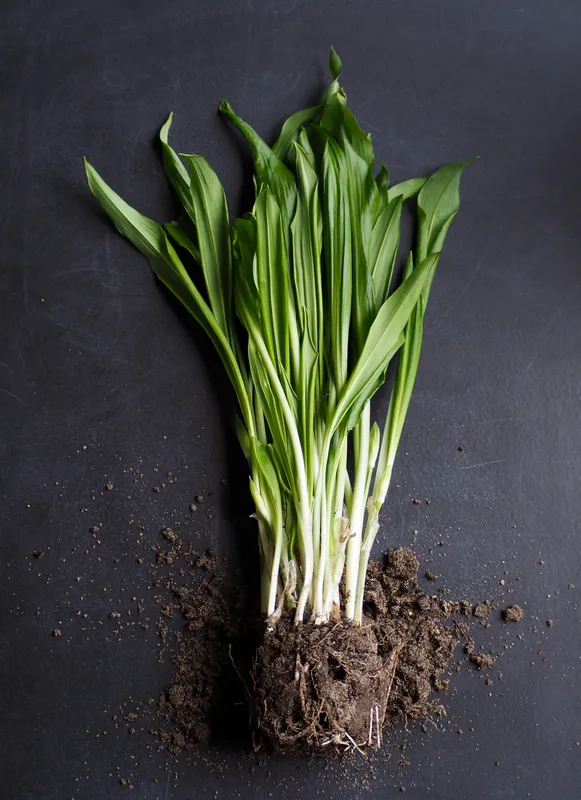 Freshly harvested lemongrass stalks with long green leaves and pale white bases with roots and soil on a dark surface