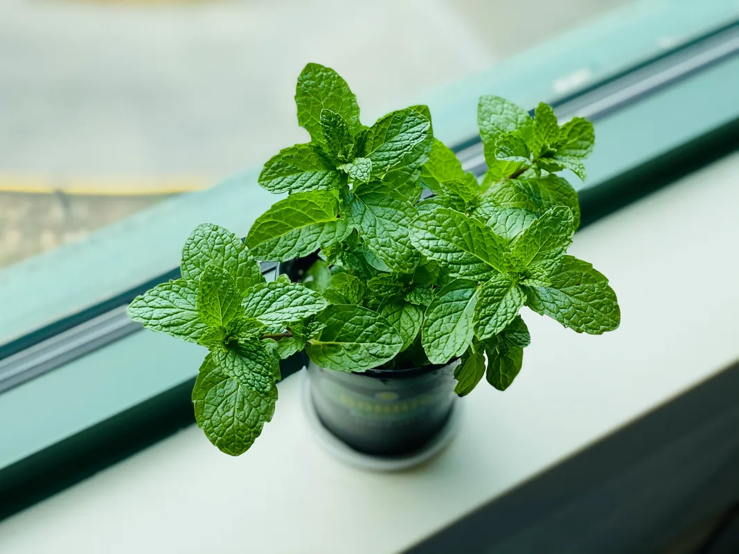 Fresh green mint plant with textured leaves growing in a small dark pot on a windowsill