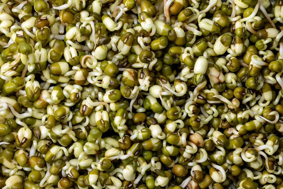 Close-up of sprouted mung beans with small white shoots emerging from green beans