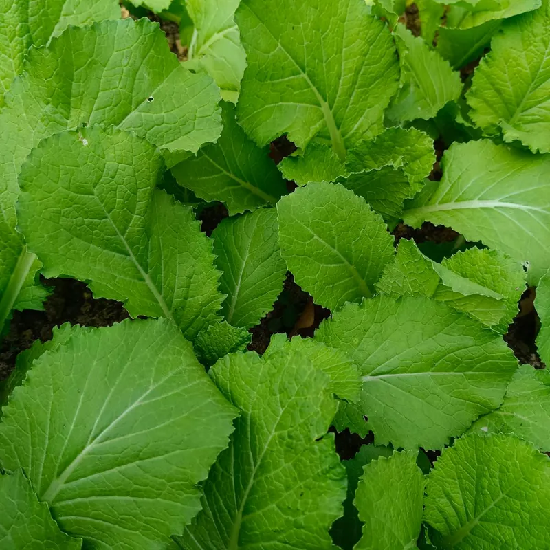 Close-up view of vibrant green mustard greens with broad textured leaves growing in dark garden soil