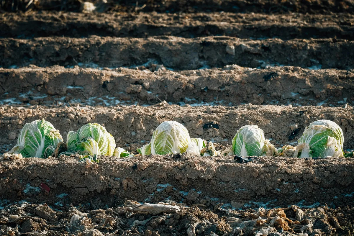 Rows of young napa cabbage plants with bright green ruffled leaves growing in neat rows in a garden field