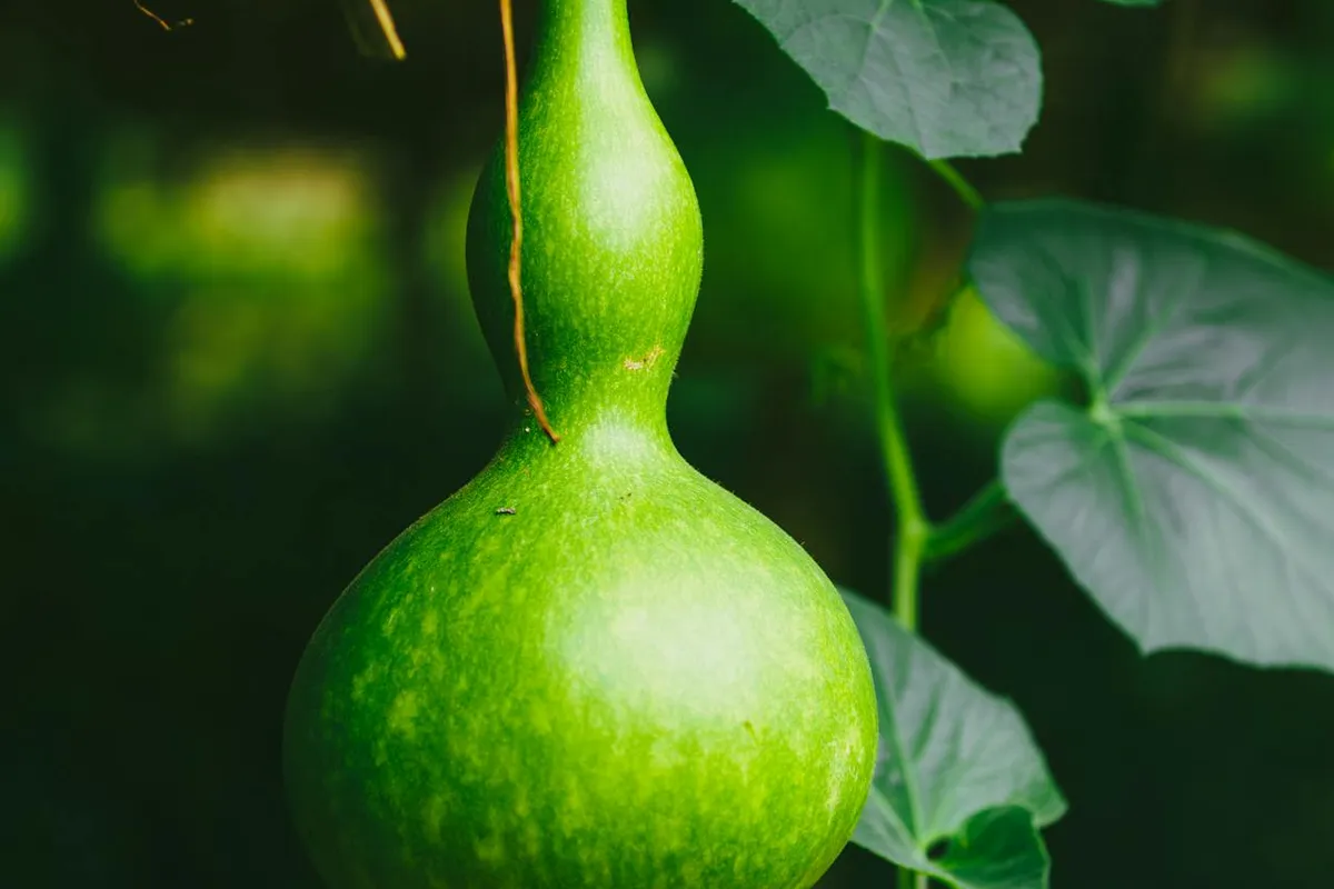 A fresh green bottle gourd hanging from a vine surrounded by lush green leaves in a garden