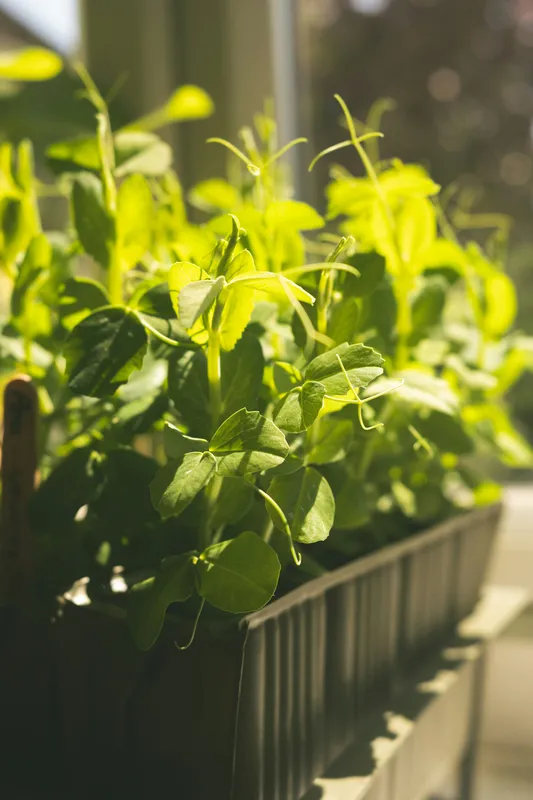 Young pea shoots with bright green leaves growing in a window planter box bathed in warm sunlight