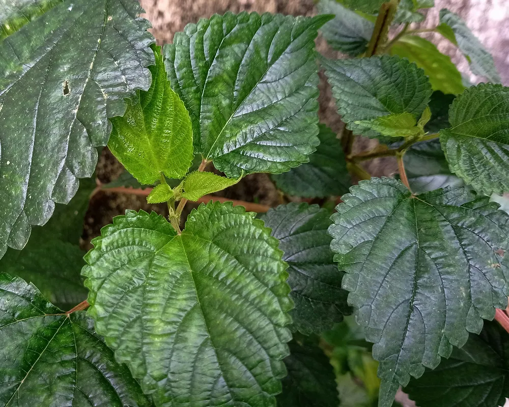 Close-up of shiso (perilla) plant with large, textured green leaves showing distinctive serrated edges