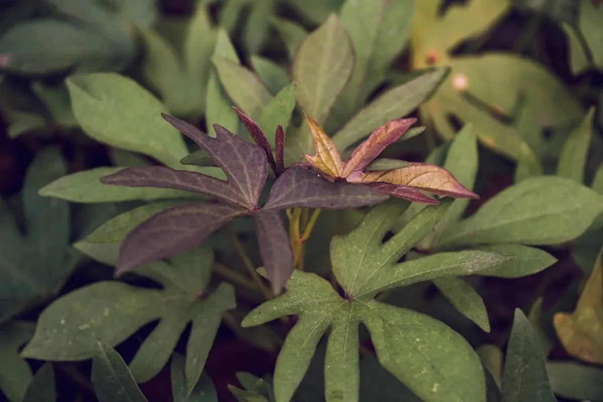 Close-up of sweet potato leaves with heart-shaped green and purple foliage growing in a garden