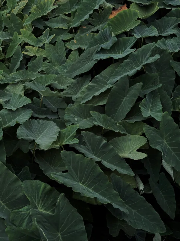Dense green taro leaves with large heart-shaped foliage filling the frame in a lush garden setting