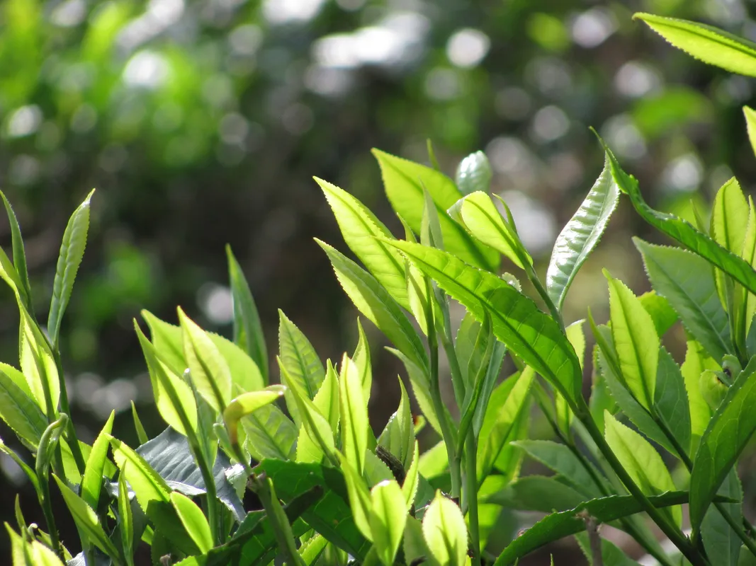 Sunlight shining through lush green tea plant leaves with soft bokeh background