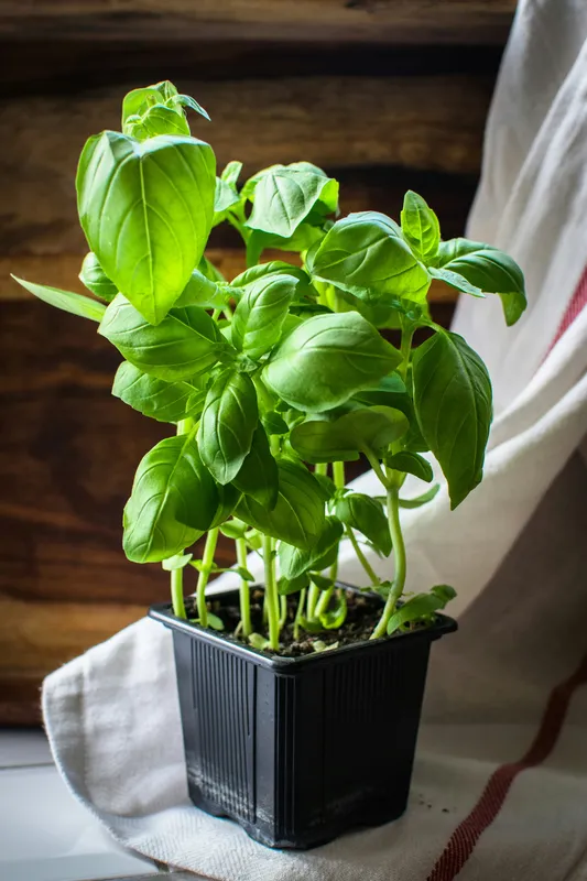 Fresh basil plant with bright green leaves growing in a black plastic nursery pot on a linen cloth against a dark wood background