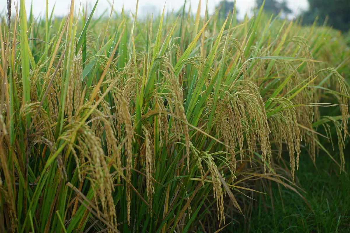 Lush green rice paddy field with dewy grains, illustrating the flooded standing-water environment also used to grow water chestnuts (Eleocharis dulcis).