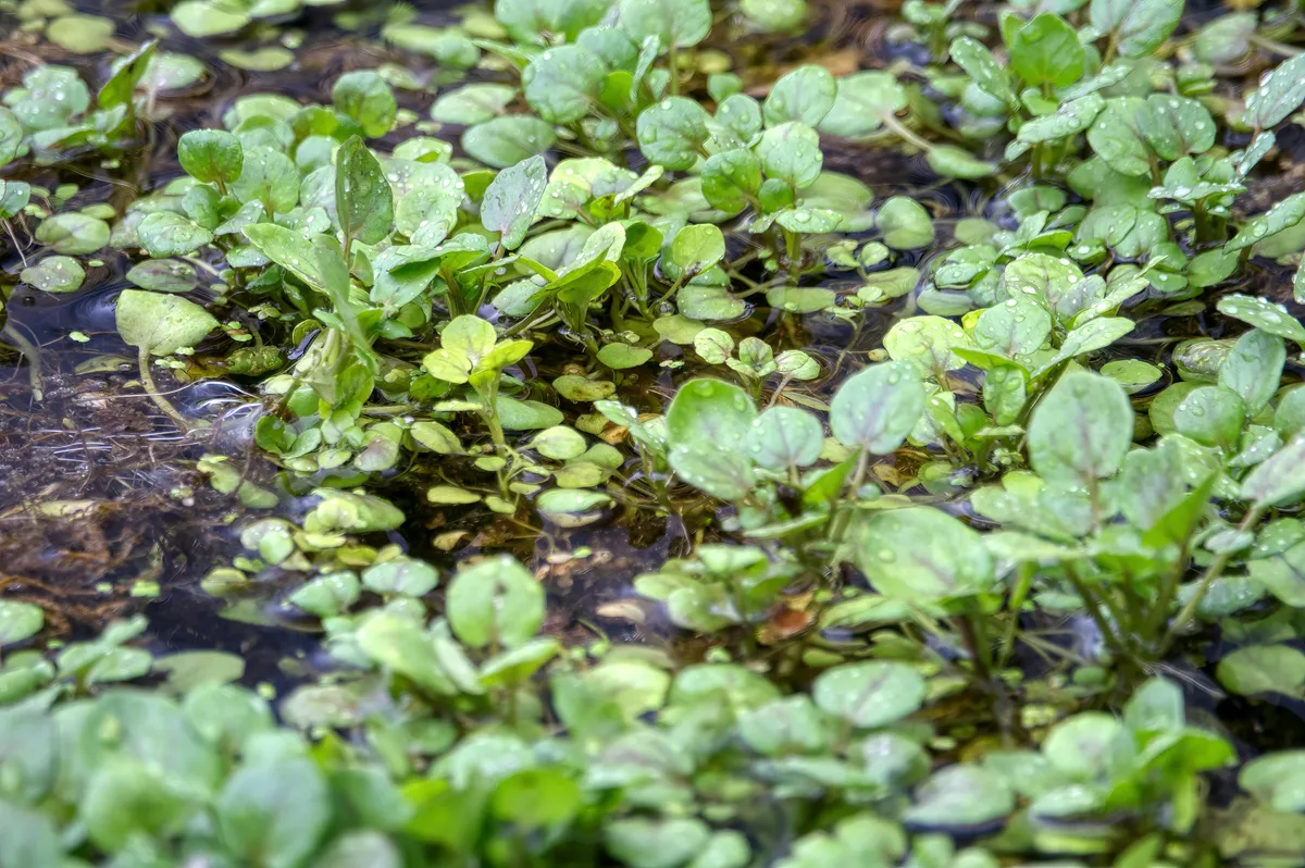 Closeup of lush green watercress leaves growing in shallow pond water in a Minnesota marsh