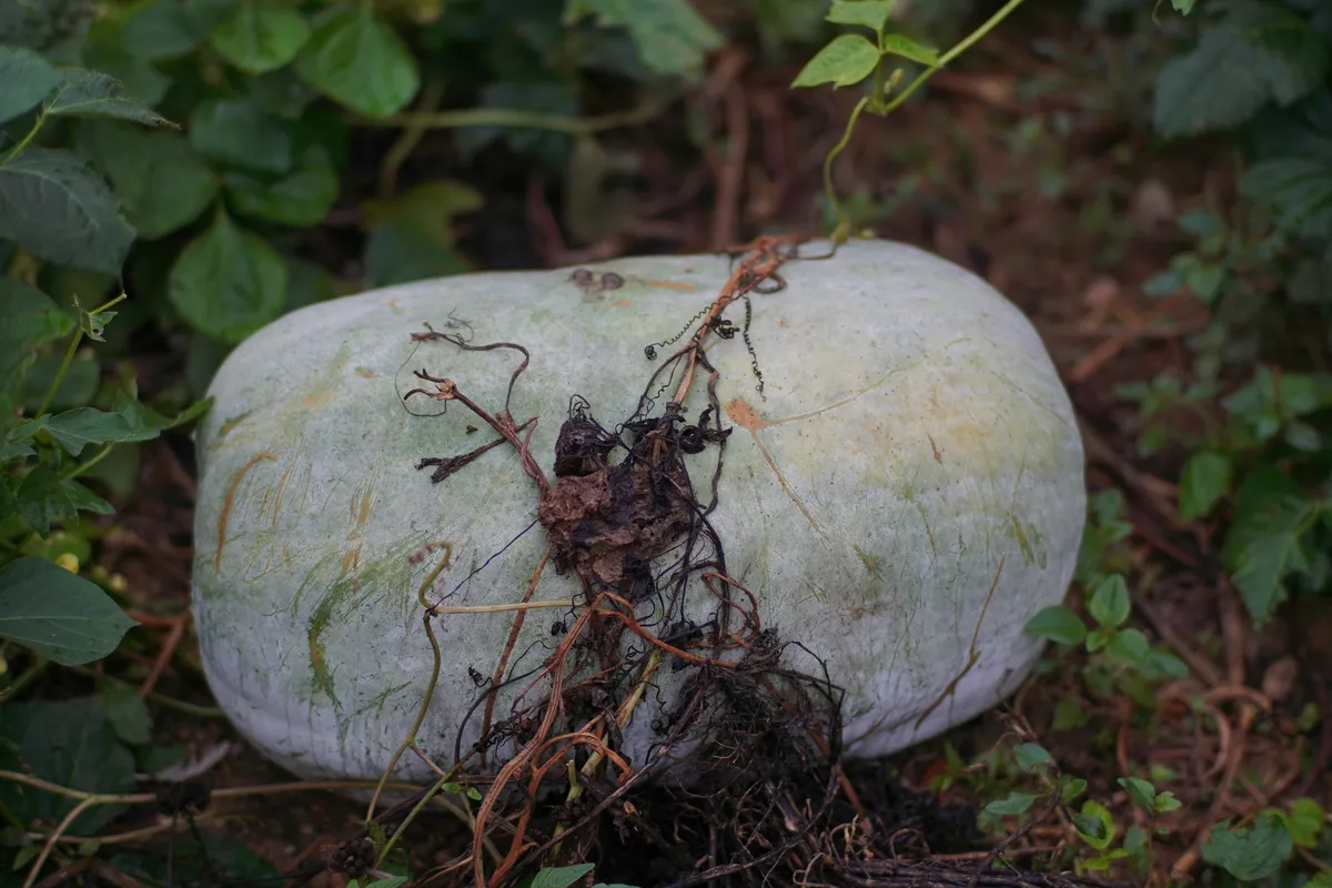 Mature winter melon (dong gua) wax gourd resting on the ground in a garden, with its waxy white-green rind surrounded by leafy vines and dried tendrils