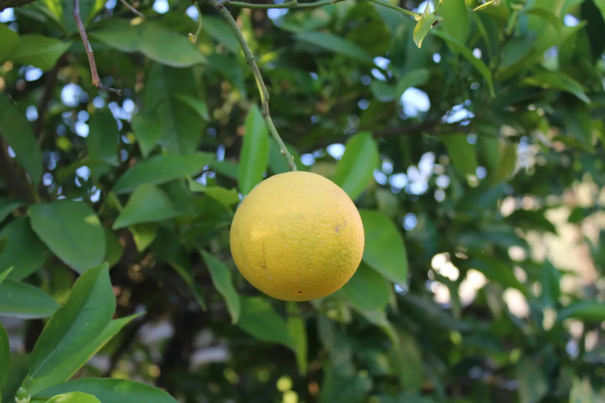 Ripe yellow yuzu citrus fruit hanging from a tree branch with green leaves