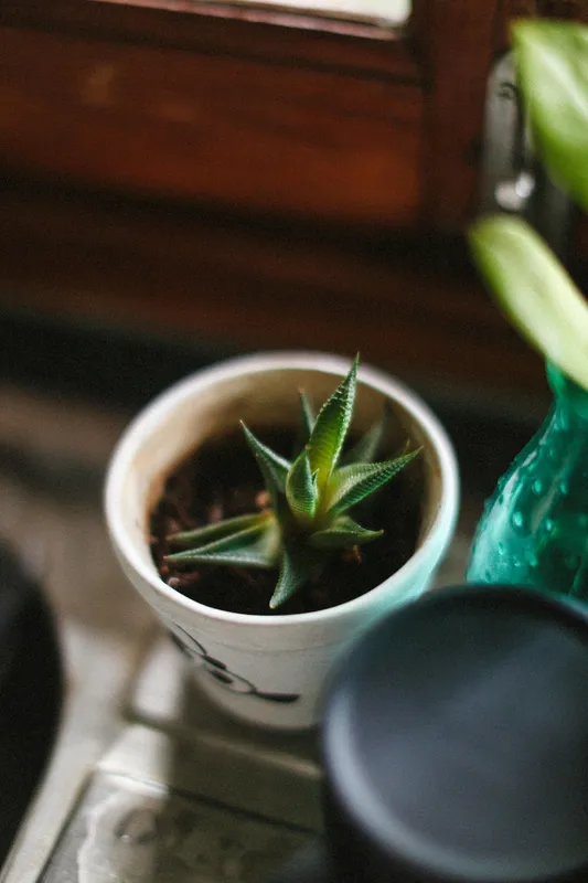 Close-up of a potted haworthia succulent with thick green pointed leaves on a bright windowsill