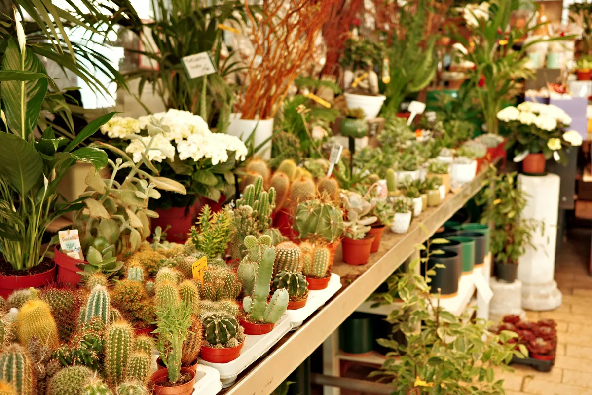 Rows of potted cacti succulents orchids and tropical plants displayed on shelves at a garden center
