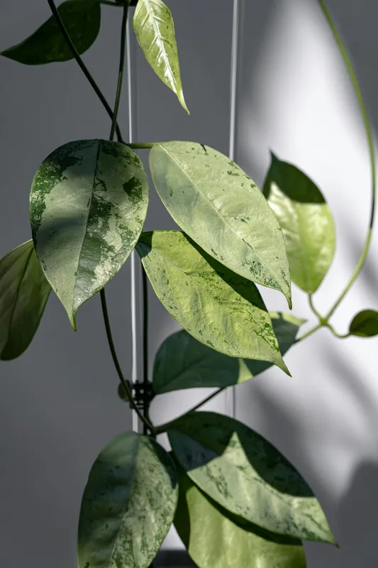 Hoya plant with waxy green and speckled leaves trailing on dark stems against a light gray background