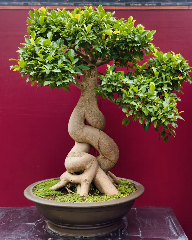 Twisted bonsai tree with lush green leaves growing in a shallow ceramic pot