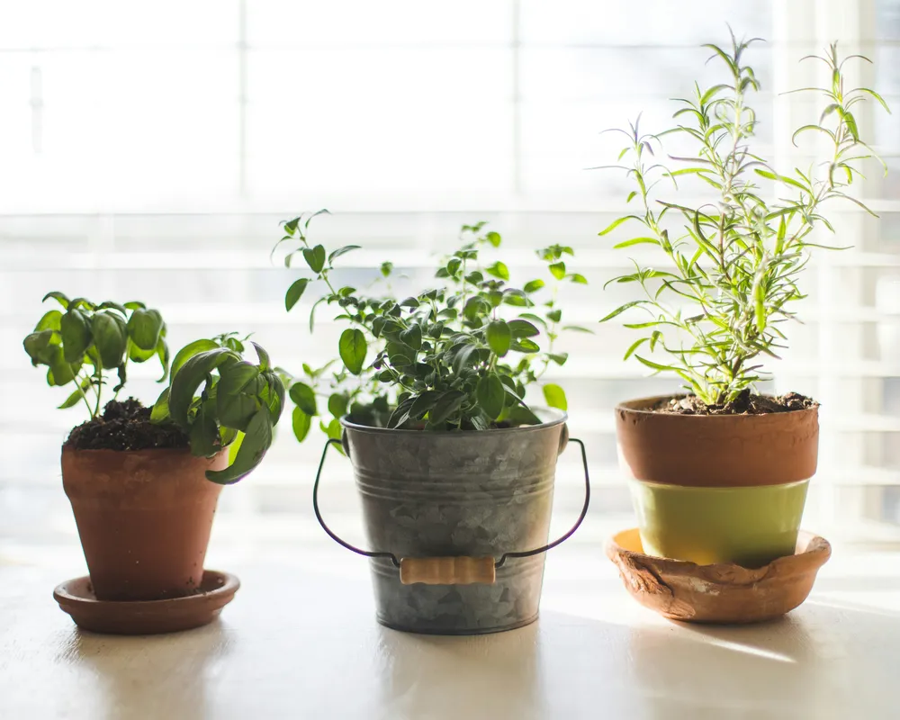 Three potted herbs including basil and rosemary in terracotta and metal pots on a bright windowsill