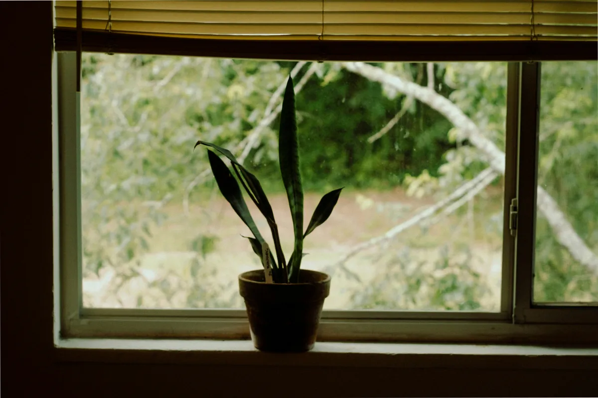 A snake plant in a brown pot sitting on a windowsill with lush green foliage visible outside