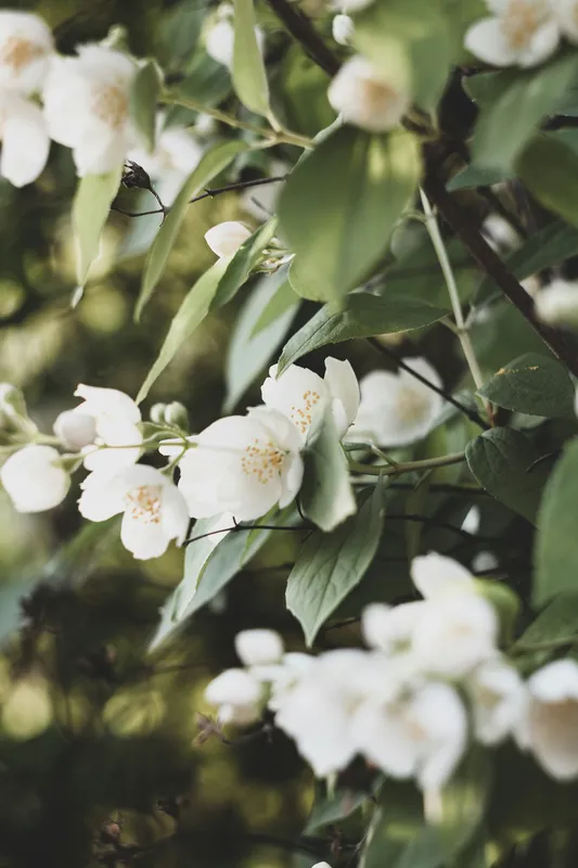 White jasmine flowers blooming on a green bush with small star-shaped petals and lush green leaves