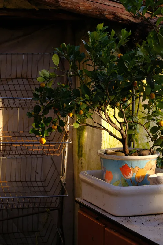Small potted kumquat tree with round orange fruits and dark green leaves in a decorative ceramic pot