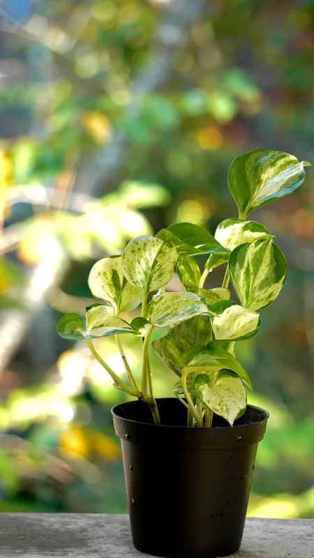 Golden pothos plant with green and yellow variegated leaves growing in a black nursery pot, ideal starter plant for LECA semi-hydroponics