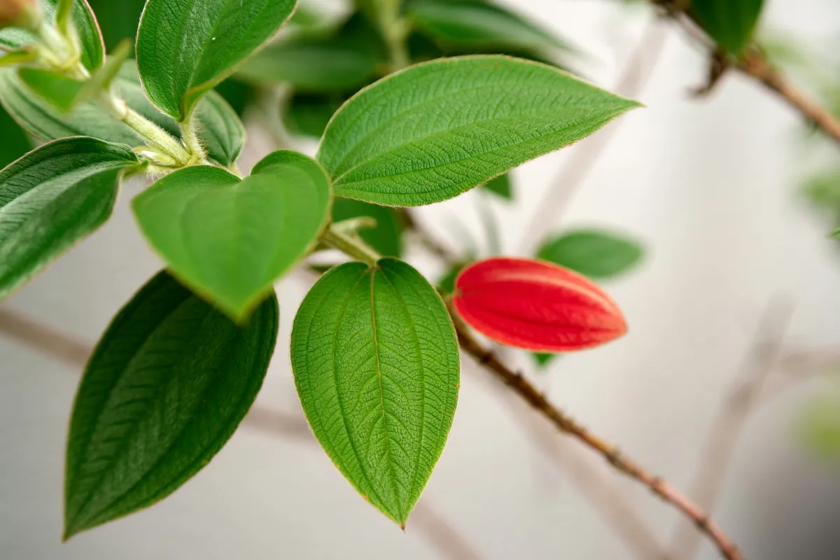 Close-up of a lipstick plant branch with glossy green leaves and a bright red tubular flower bud emerging from the stem