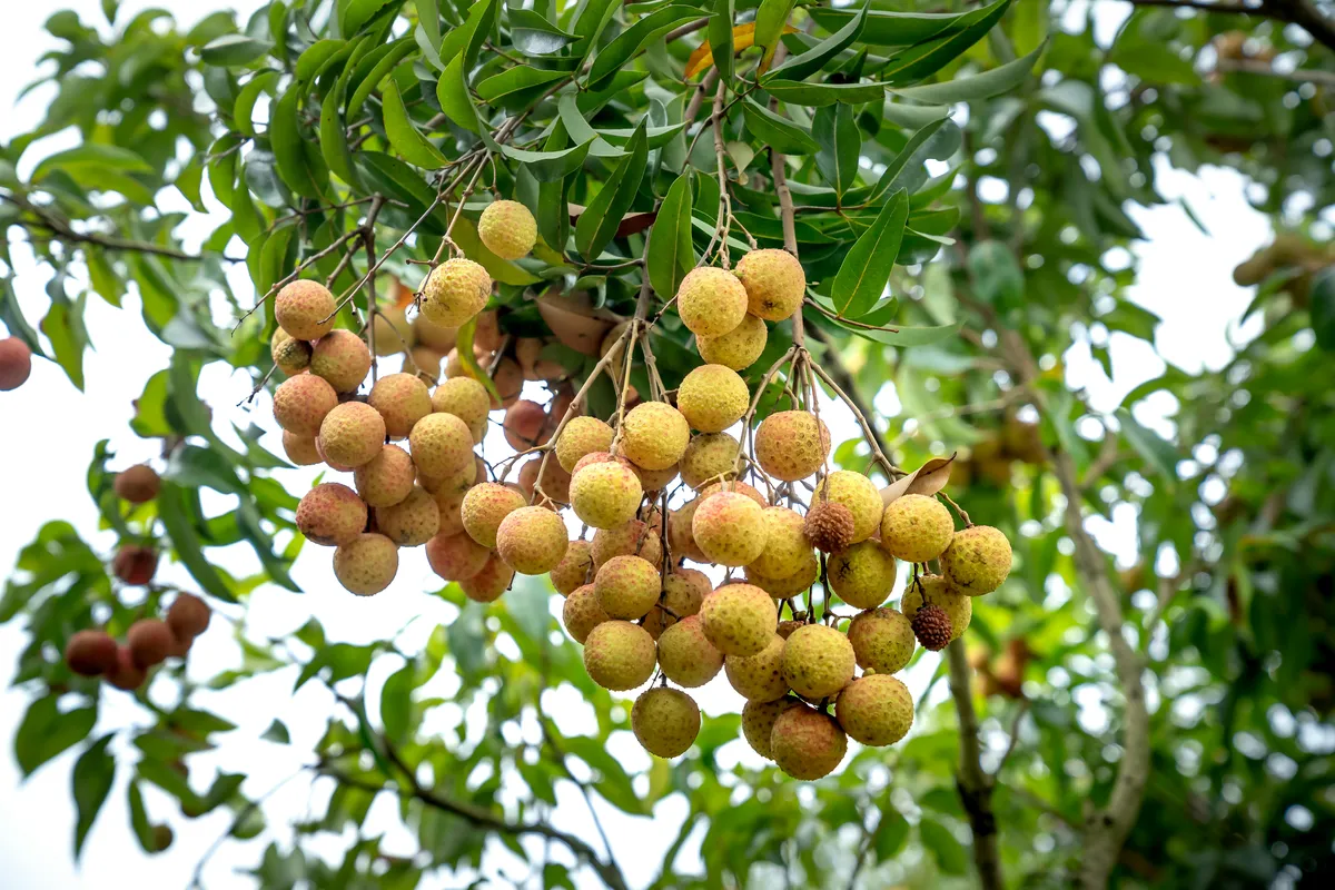 Clusters of ripe yellow-brown longan (dragon eye) fruits hanging from a tree branch among lush green leaves