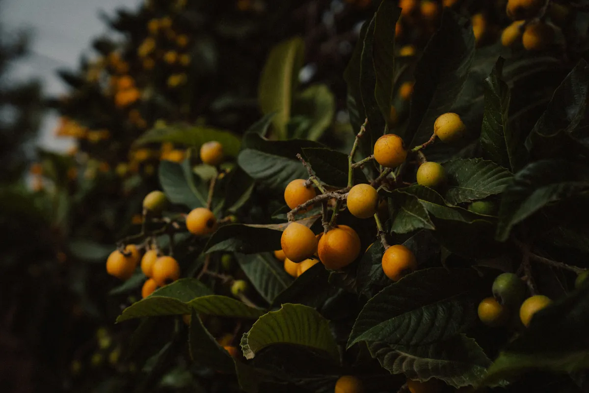 Ripe yellow loquat fruit clusters hanging from a dark green tree branch