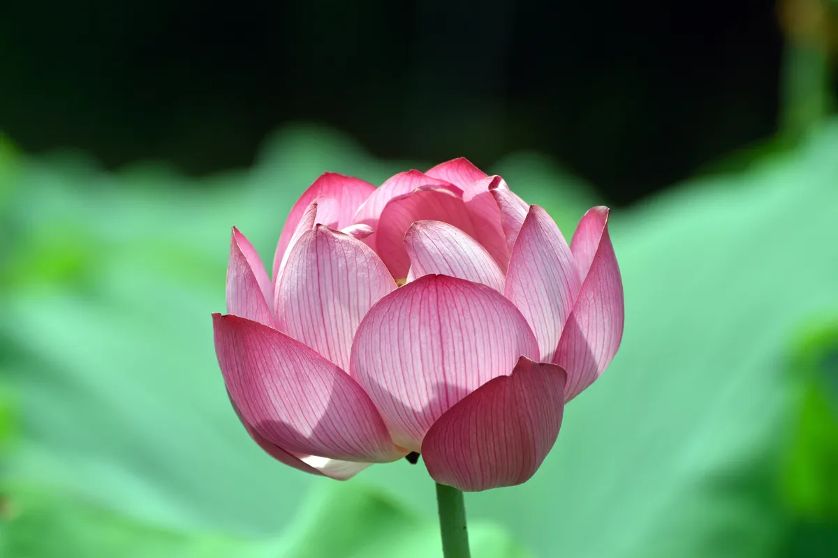 Pink lotus flower in full bloom rising above green lily pads in a pond