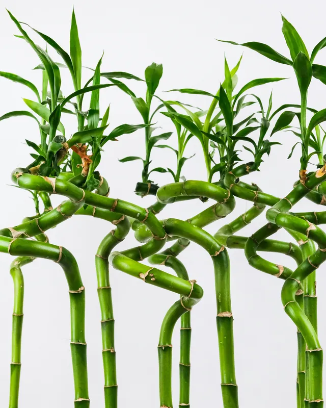 Several stalks of lucky bamboo with bright green twisted stems and pointed leaves against a white background
